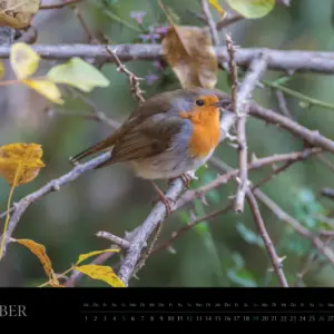 Natur Kalender 2025 - 50x70cm - Oktober